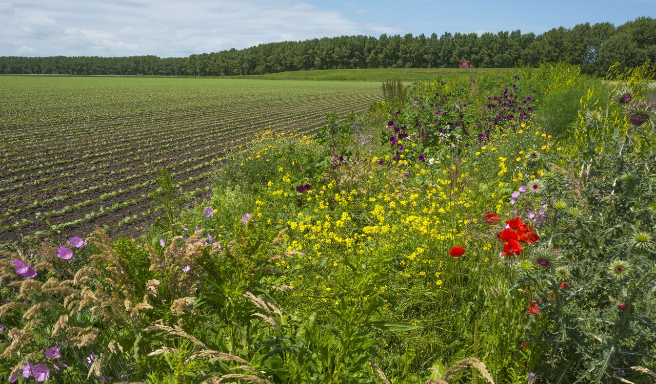 Practoraat Natuurinclusieve Landbouw Groen Kennisnet